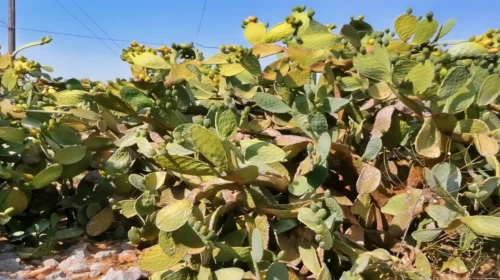 fragkosikia