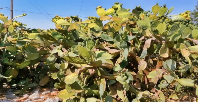 fragkosikia
