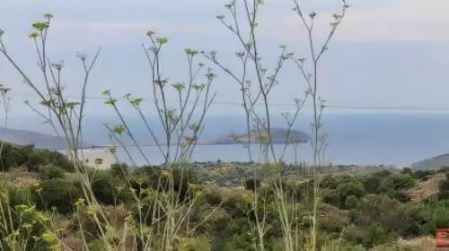 Τηγάνι στο Μέζαπο