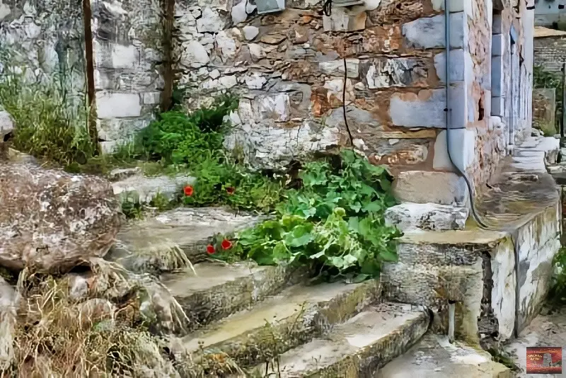 limeni (2)