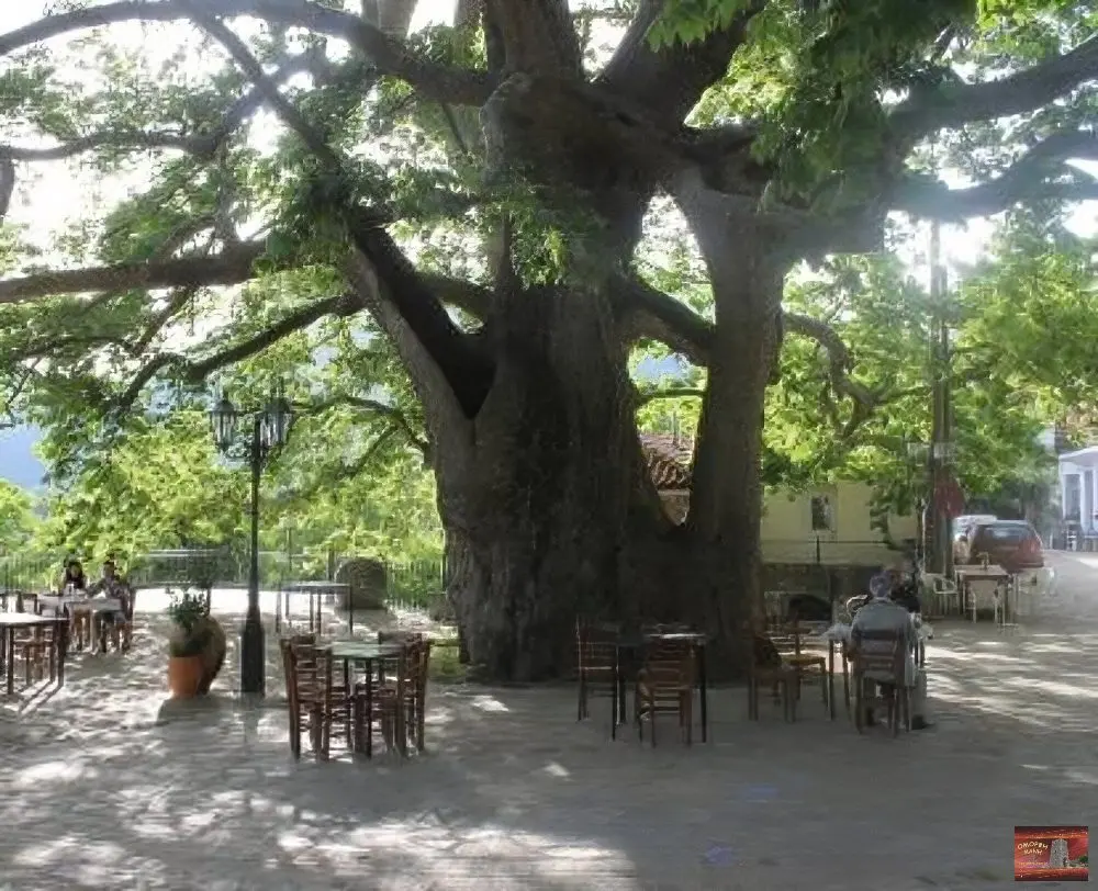 Άρνα Μάνη