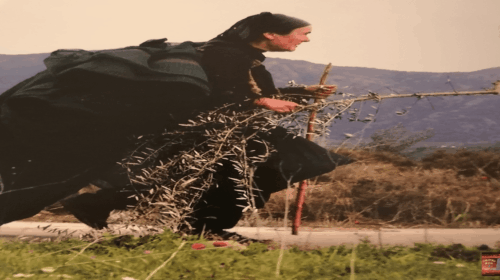 Μάζεμα ελίας