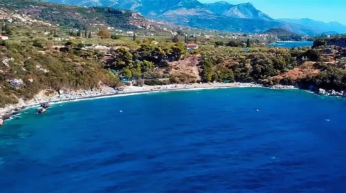 delfinia
