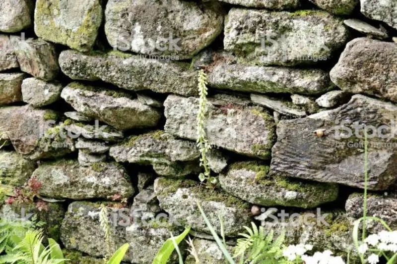 xerolities (1)