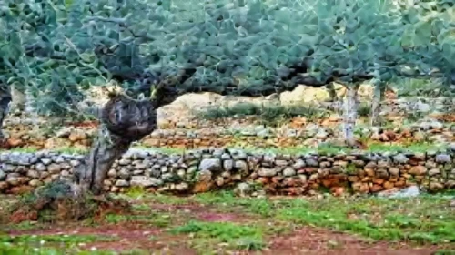 xerolities