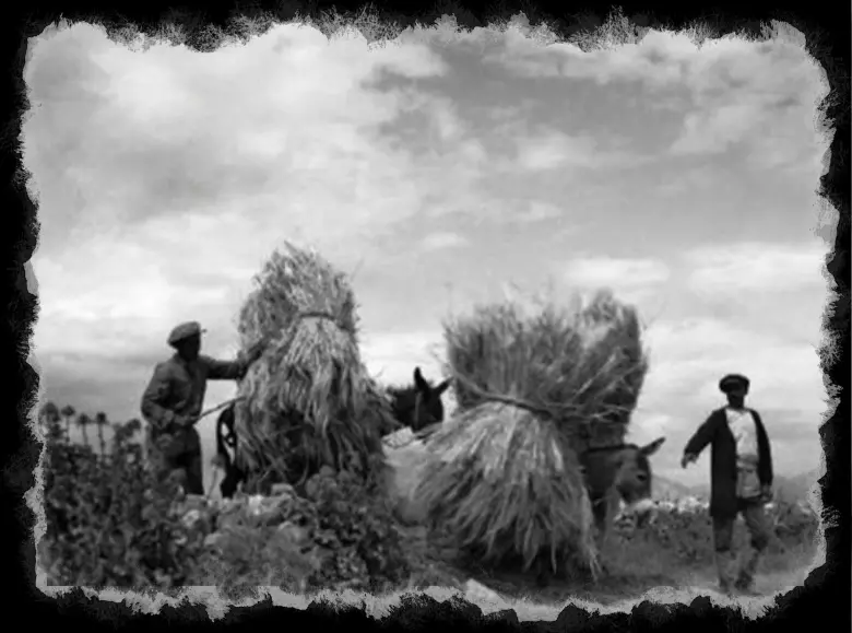 xorafia (1)