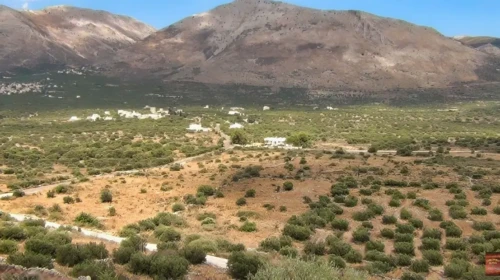 Μάνη Ο λαδόκαμπος στην αποσκιερή Μάνη