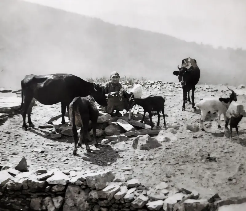 Πότσιμα ζώων .Φωτό Βουρλίτης
