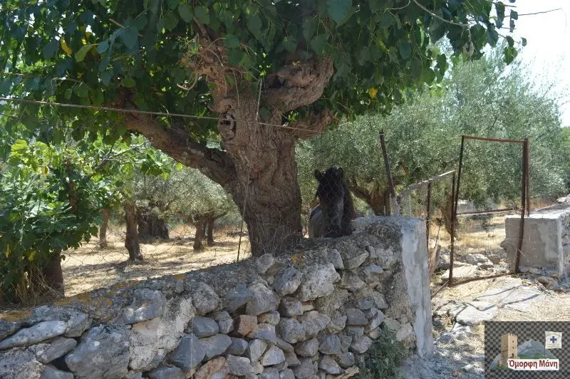 Πιλάλα 5
