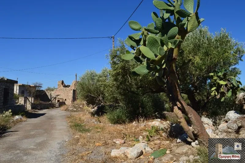 Φθείο Μάνη 1