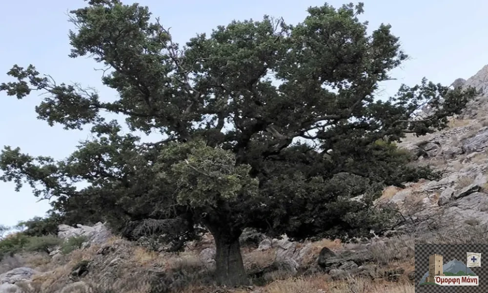 Ιερή Βελανιδιά του Πολυάραβου Μάνης
