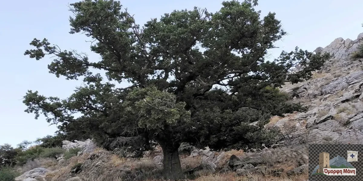 Ιερή Βελανιδιά του Πολυάραβου Μάνης