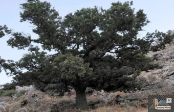 Ιερή Βελανιδιά του Πολυάραβου Μάνης