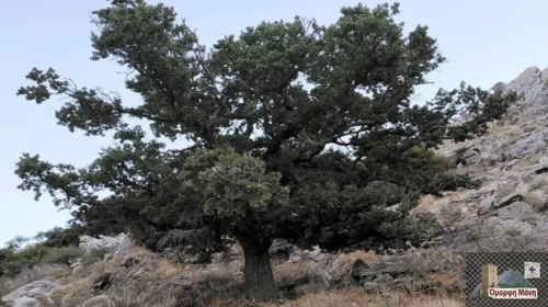 Η Ιερή Βελανιδιά του Πολυάραβου Μάνης στο Δίκτυο Αιωνόβιων Δέντρων Ελληνικής Επανάστασης Ιερή Βελανιδιά του Πολυάραβου Μάνης
